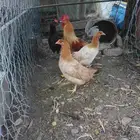 دجاج بلدي للبيع