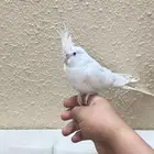 كروان البينو أليف متكلم