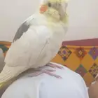 كروان اللبيع