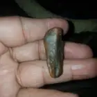 ناب متحجر حجر كريم