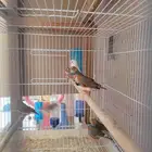 طيور زيبرا فنش