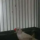 طيور الزيبرا