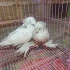 للبيع جوزحمام بخارى منتج