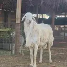 فحل حري صنف فاخر للبيع