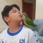 ببغاء كويكر أليف جدا يحب اللعب مع الأطفال  الغمر 4شهور