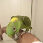 يلوناب للبيع