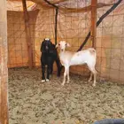 تيس وجفره ثلاثة شهور للبيع