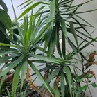 نبات اليوغا