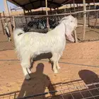 تيس مطور طيب