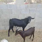 تيس مورسيانو ثني