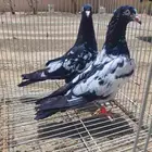 حمام باكستاني بيور