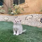 سكوتش فولد مطعمين مدربين للبيع ولايوجد تبني
