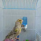 كناري اوربي