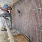 ذكور طيور جاوا فنش