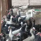 للبيع بح مكسوفي