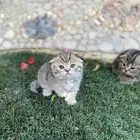 سكوتش فولد مطعمين مدربين للبيع ولايوجد تبني