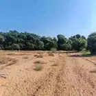 لوز بلدي بيع الموسم كامل