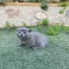 كيتن سكوتش فولد مطعمين مدربين للبيع ولايوجد تبني