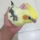 فرخ كروان