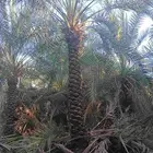 يوجد لدينا نخل مكرب هلال من 3م لا 6م