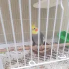 للبيع كروانات كوكتيل