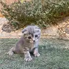 سكوتش فولد مطعمين مدربين للبيع ولايوجد تبني