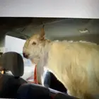 تيس طيب السن جذع يقرع مهجن