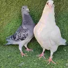 زاجل سباق محجل 2025