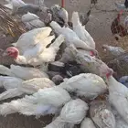 رومي دجاج وديوك للبيع