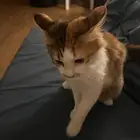 قطه للتبني معقمه