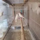 طيور جاوا فنش