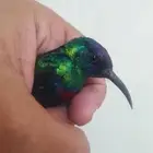 كميه من طيور الشمس