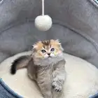 قط ذكر شكوتش فولد العمر شهرين ماشاء الله