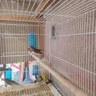 طيور زيبرا فنش