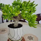 نبات الكراسولا العصاري