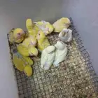 البيع فروخ روز غر صحه ونظافه والموقع الاحساء المبرز