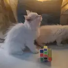 كتن هجين شيرازي مع هملايا