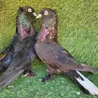 زوج تركي اسود لمعه