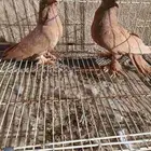 حمام خارجي بلجرشي