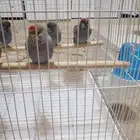 ببغاء بلاك فيس ازرق
