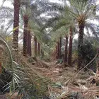 يوجد لدينا نخل تكريب هلال من مترين لا 6م