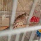 كناري ايزابيل انثى