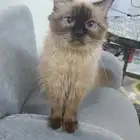 قطه هملايا للتبني مطعمه ومعاها كرت التطعيم واليفه ولعوبه