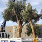 زيتون مراكن