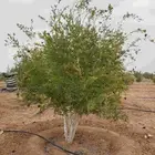 يوجدلدينا اشجاررمان وليمون زهيري ونخل عربي