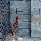 ديك باكستاني