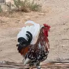 ديك ترثة مكنتوش