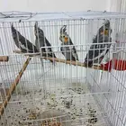 4 طيور كروان