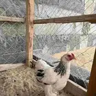 دجاجه مهجنه براهما