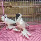 للبيع حمام زينه